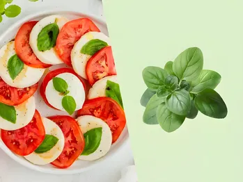 Le 7 spezie della cucina italiana Dal basilico alla salvia