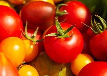 Salsa di pomodoro perfetta: la felicità in freezer per tante cene a venire